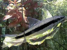 Crossocheilus siamensis