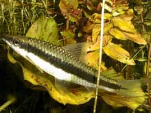 Crossocheilus siamensis