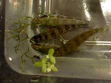 Dicrossus filamentosus