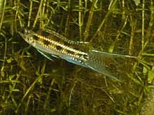 Dicrossus filamentosus
