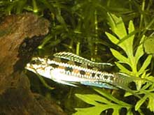 Dicrossus filamentosus