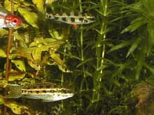 Dicrossus filamentosus