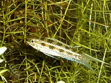 Dicrossus filamentosus
