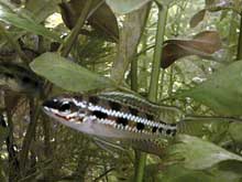 Dicrossus filamentosus