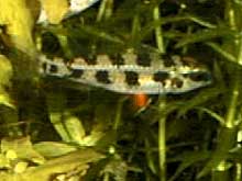 Dicrossus filamentosus