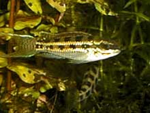 Dicrossus filamentosus