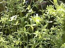 Hemianthus micranthemoides