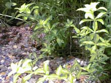 Hemianthus micranthemoides