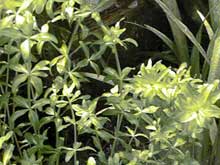 Hemianthus micranthemoides