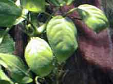 Anubias barteri var. nana
