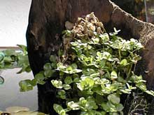 Micranthemum umbrosum