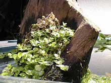 Micranthemum umbrosum