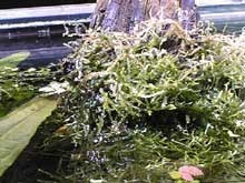 Vesicularia dubyana
