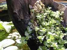 Micranthemum umbrosum