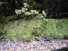 Riccia sur une roche