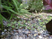 Glossostigma elatinoides