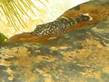 Ancistrus alevin