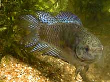 Betta splendens femelle queue double