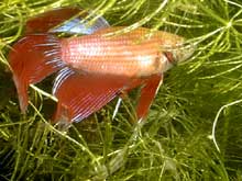 Betta splendens mâle cambodge