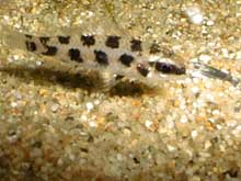 Dicrossus filamentosus