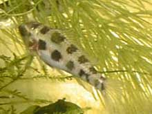 Dicrossus filamentosus