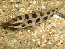 Dicrossus filamentosus