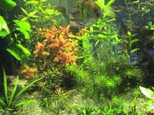 plantes