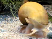 Ampulaire