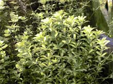 Hemianthus micranthemoides