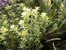 Hemianthus micranthemoides