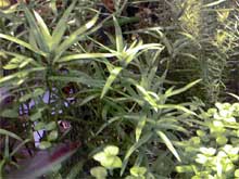 Heteranthera zosterifolia