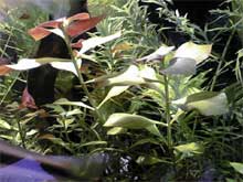 Ludwigia repens