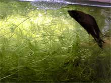 Betta splendens mâle au nid