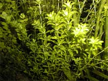 Hemianthus micranthemoides