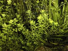 Hemianthus micranthemoides