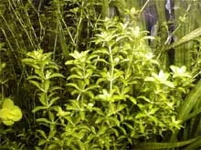 Hemianthus micranthemoides