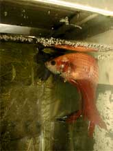 Betta splendens mâle au nid