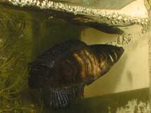 La femelle