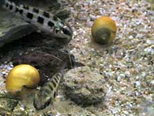 Dicrossus filamentosus