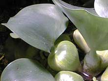 Eichhornia crassipes