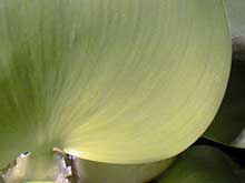 Eichhornia crassipes