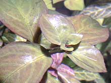 Ludwigia repens