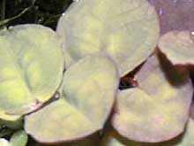 Phyllanthus fluitans