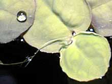 Phyllanthus fluitans