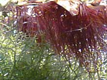Phyllanthus fluitans