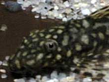 Ancistrus