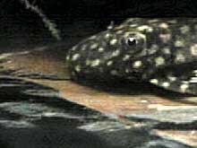 Ancistrus 