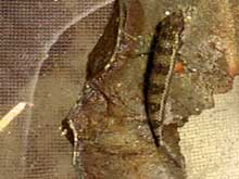 Dicrossus filamentosus