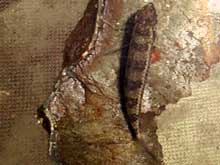 Dicrossus filamentosus