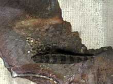 Dicrossus filamentosus
